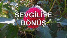 Sevgiliye Dönüş...