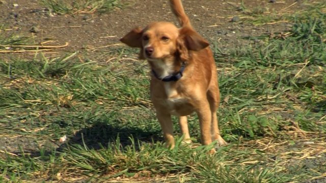 Sokak Köpekleri Bal ile Betty (Fragman)