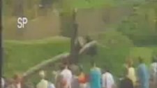 Hayvanat Bahçesine Düşen Çocuğa Yardım Eden Goril (1986)