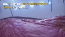 PETA'dan Deri Eylemi