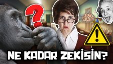 Ne Kadar Zekisin?