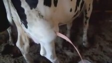 İneğin Şişmiş Bacağında Çıkan Çıban Patlatılınca