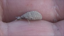 Karınca Aslanı - Myrmeleon Formicarius - Böcek Reis