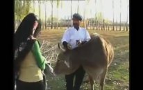 Lakırdi Cemil Hosta Kurban 2009
