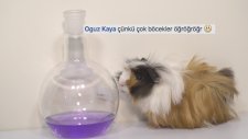 Neden Böceklerden Korkarız?