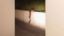 Rakunların Muhteşem Yardımlaşması