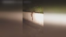 Rakunların Muhteşem Yardımlaşması