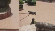 Dev Kertenkele Eve Girmeye Çalışırken Yakalandı !