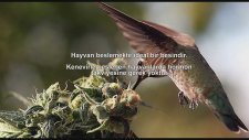 Geçmişten Bu Güne Kenevire Dair Her Şey: Nedir? Ne İşe Yarar? Neden Yasaktır?