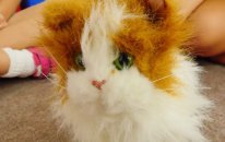 Oyuncak kedi ve tavşanla oynuyoruz. Evcil hayvanlar oyunları - Kız Yıldız