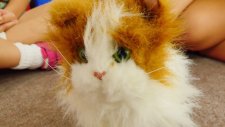 Oyuncak kedi ve tavşanla oynuyoruz. Evcil hayvanlar oyunları - Kız Yıldız