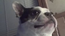 Gıdıklanınca Gülen Köpek!
