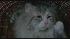 Dokuz Canlı Bay Tüylü - Nine Lives (Fragman)