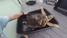Caretta Carettanın Fırça Keyfi