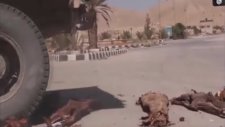 Dünyayı Dehşete Düşüren Görüntüler