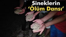 Sineklerin Ölüm Dansı Başladı