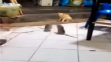 Dev Farelerin Kavgasını Şaşkınlıkla İzleyen Kedi