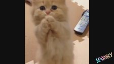 Bu Kedilere Bayılacaksınız :) Sonda iki Süper 2 Bonus :)