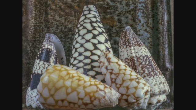 An Art That Nature Makes (2015) Fragman