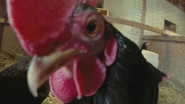 Chicken People (2016) Fragman