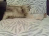 kedim ve hamsterlarım