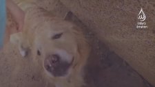 KEDİLERE KÖPEKLERE BAKIN YEDİRİN HAYVANDA OLSA KÖTÜ DAVRANMA İYİLİK YAP AMELLERİNİZİ HAFİFE ALMAYAN