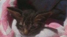 Boğulan Kedi Suni Teneffüs İle Kurtarıldı