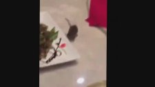 Yemek Masasında Tur Atan Fare
