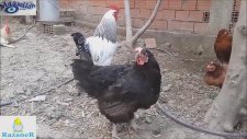 Tavuk Nasıl Kesilir, Nasıl Temizlenir?