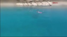 Caretta Caretta'ların İnsanlara Saldırması