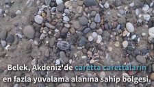 Belek'te Bir Kaplumbağa Terbiyecisi