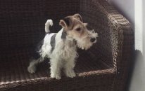 Wire Fox Terrier Yavruları