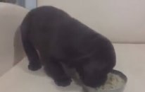 Chocolate labrador yavruları