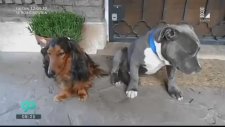 Terliğini Parçalayan Köpeklerini Sorguya Çeken Adam
