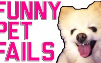 Funny Animal Fails | 2016 Animal Compilation from FailArmy