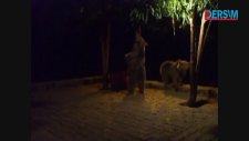 Ayıların Karın Doyurma Mücadelesi
