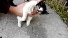 Cam Kavanozun İçinden Kafasını Kurtaran İyi İnsanlar