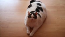 11 Kiloluk Kedi Diyetle Zayıflayacak