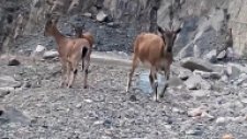 Yusufeli'nde Baraj işçilerinin Dağ Keçilerini Beslemesi