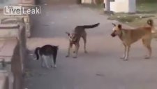 Tek Başına 7 Tane Köpeğe Posta Koyan Psikopat Kedi