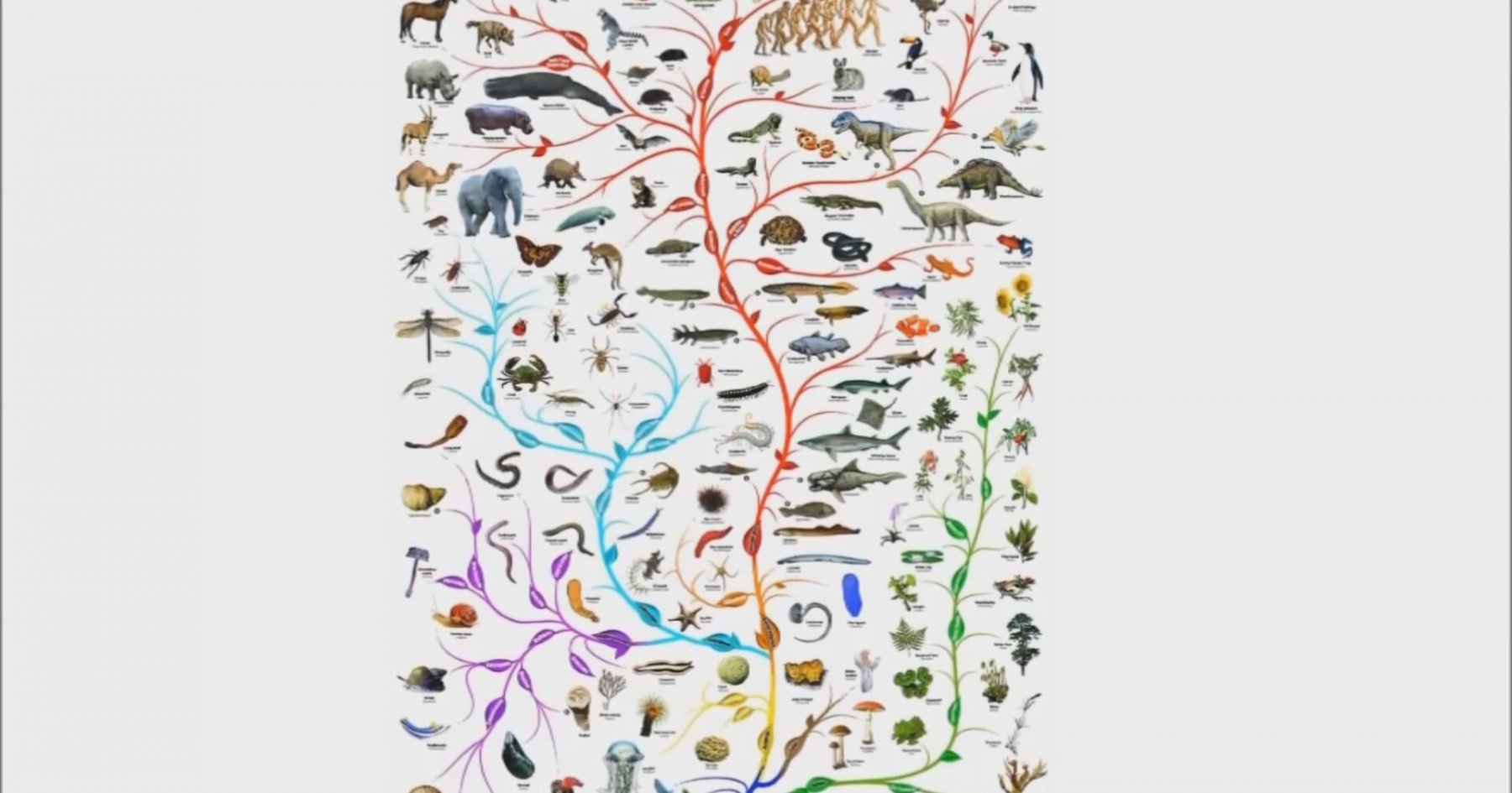 Генеалогическое древо животных биология рисунок