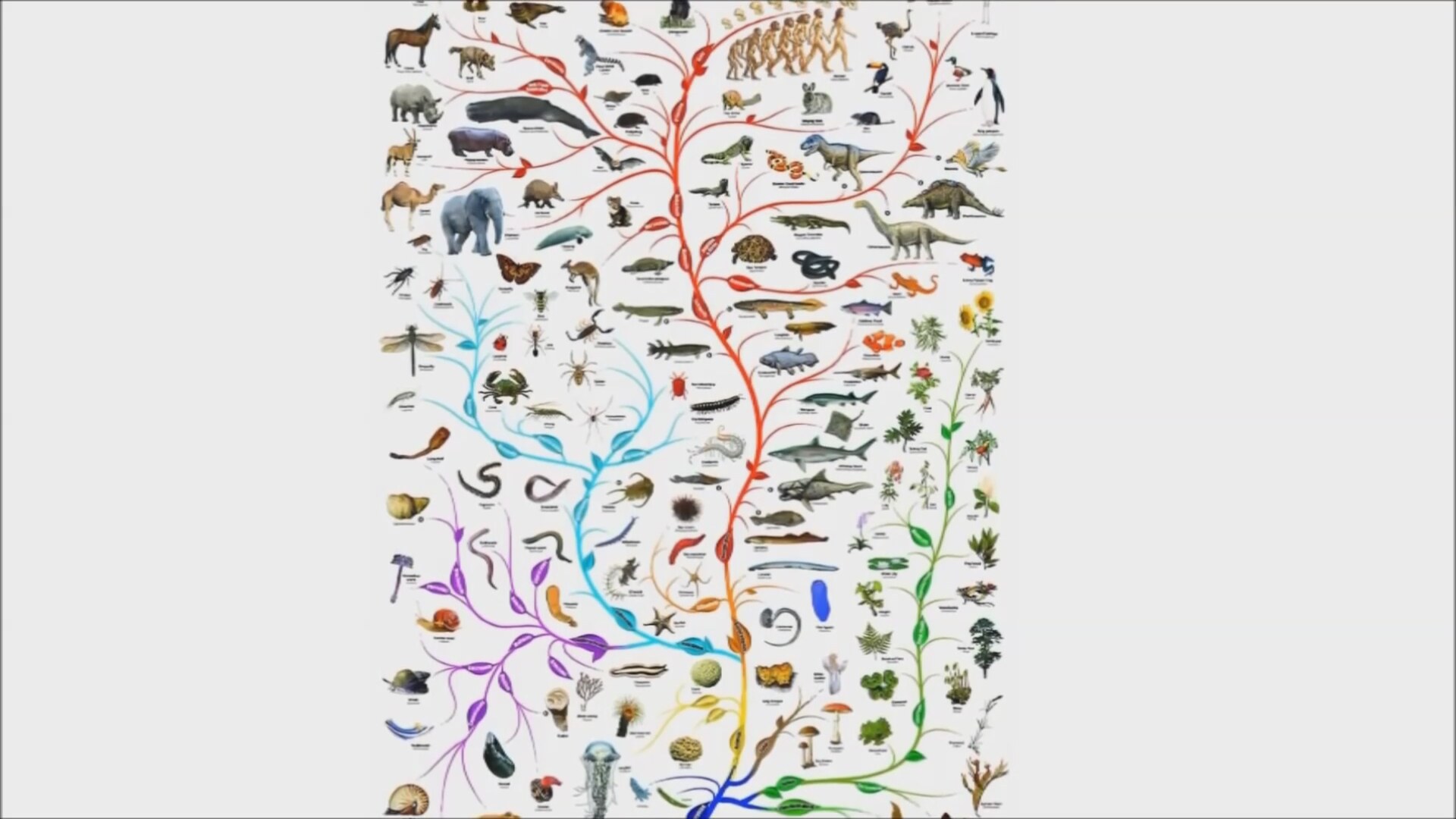 Эволюция древа 181. Филогенетическое дерево Дарвина.