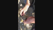 Kertenkeleye Başarısız Kalp Masajı