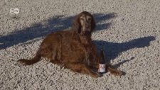 Köpekler İçin Plaj - Hırvatistan