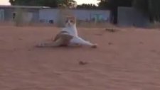 Arkadaşını Harcayan Kedi