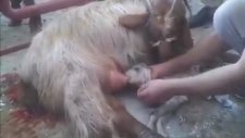 Hamile Keçinin Kesileceği Esnada Doğurması