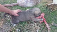 Sinirli Kangal Yavrusu