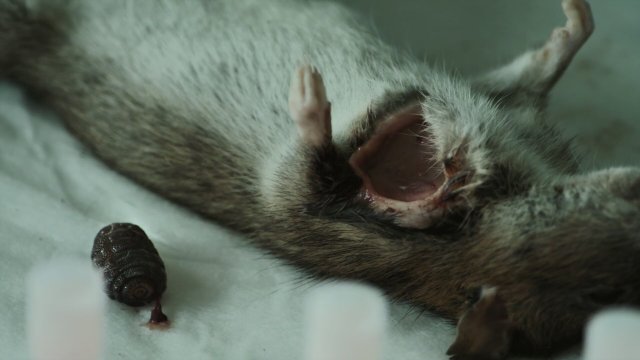 Rats (2016) Fragman