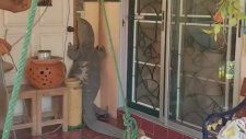 Tatil Dönüşü Evde Komodo Ejderiyle Karşılaşmak