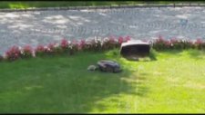 Kaplumbağanın Çim Biçme Makinesiyle Kavgası